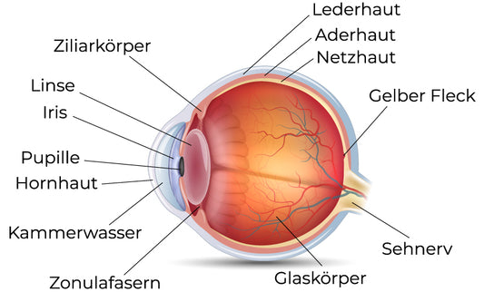 Das Auge: Aufbau und Funktion eines der wichtigsten Sinnesorgane